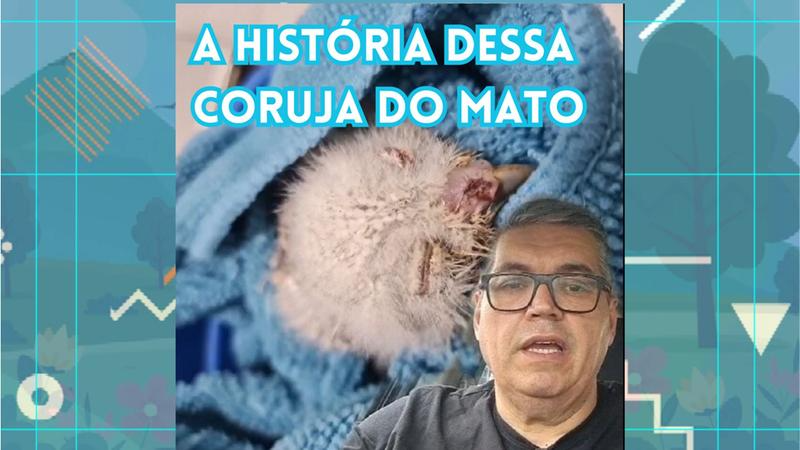 O que fazer se você encontrar uma ave caída no chão