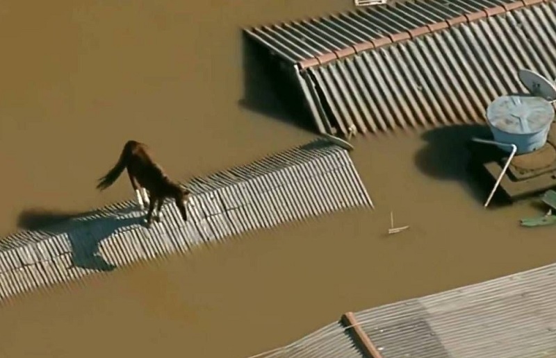 Bombeiros de SP ganham prêmio por resgate do cavalo Caramelo no Rio Grande do Sul