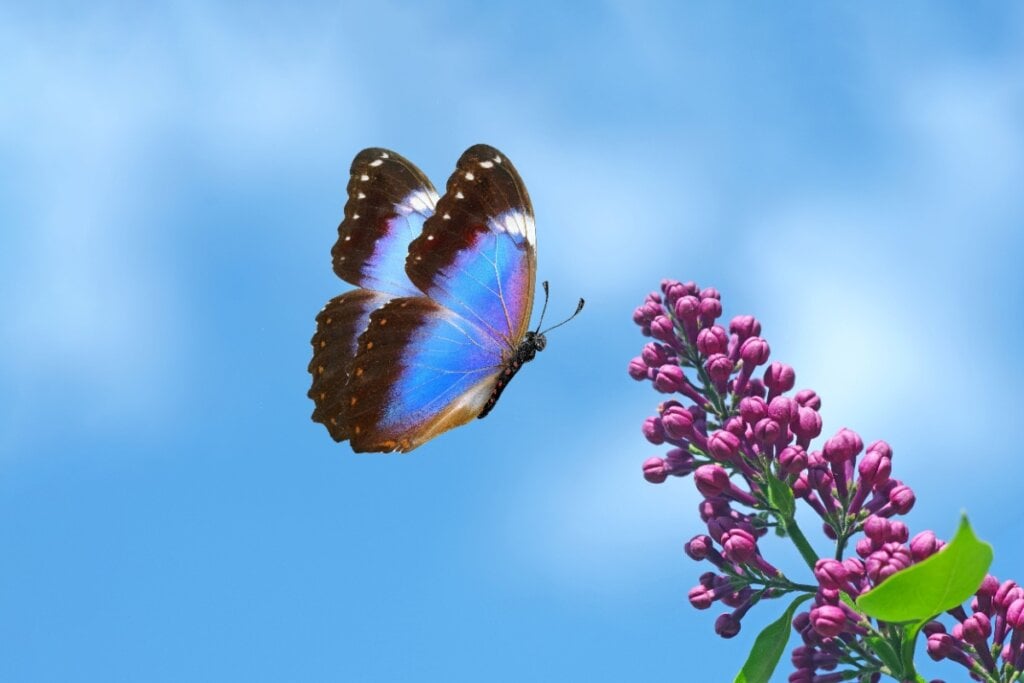 Borboleta azul voando perto de planta