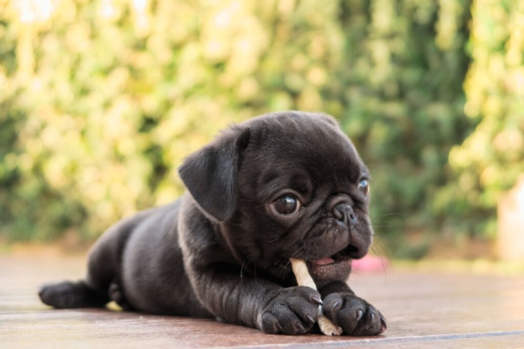 Filhote de pug deitado comendo um ossinho