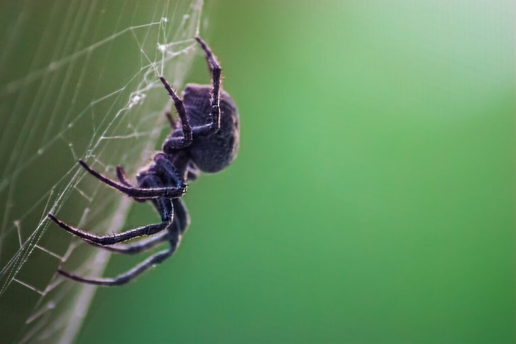 7 curiosidades surpreendentes sobre as aranhas 