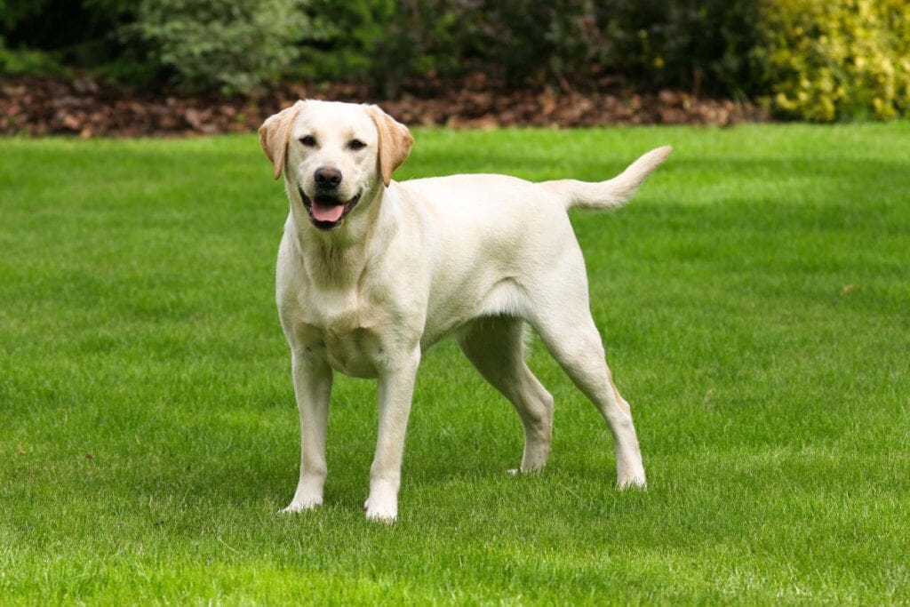 Labrador retriever na grama