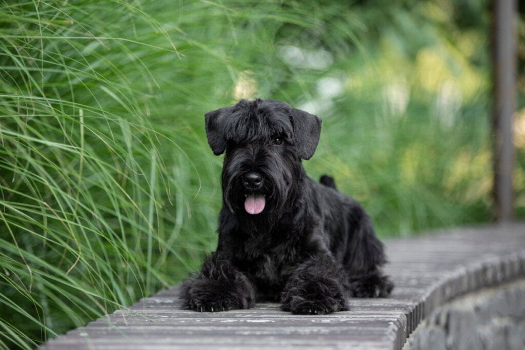 Schnauzer miniatura deitado num pier