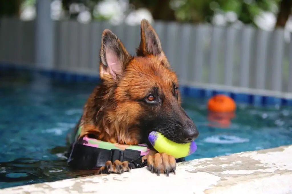 Cachorro brincando com bolhinha em piscina 