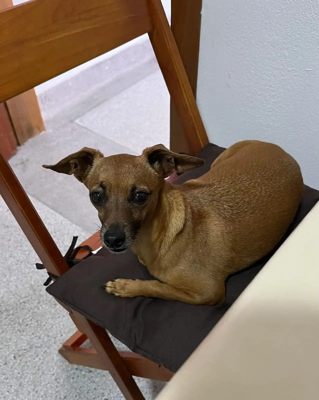 Foto do Carrosel