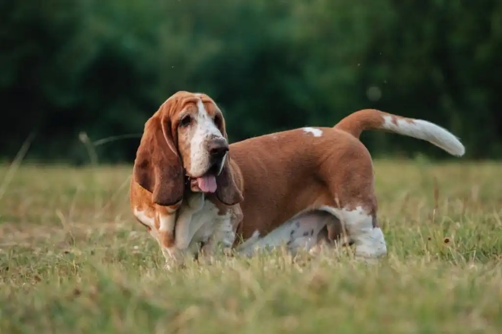 Cachorro da raça basset hound andando na grama alta
