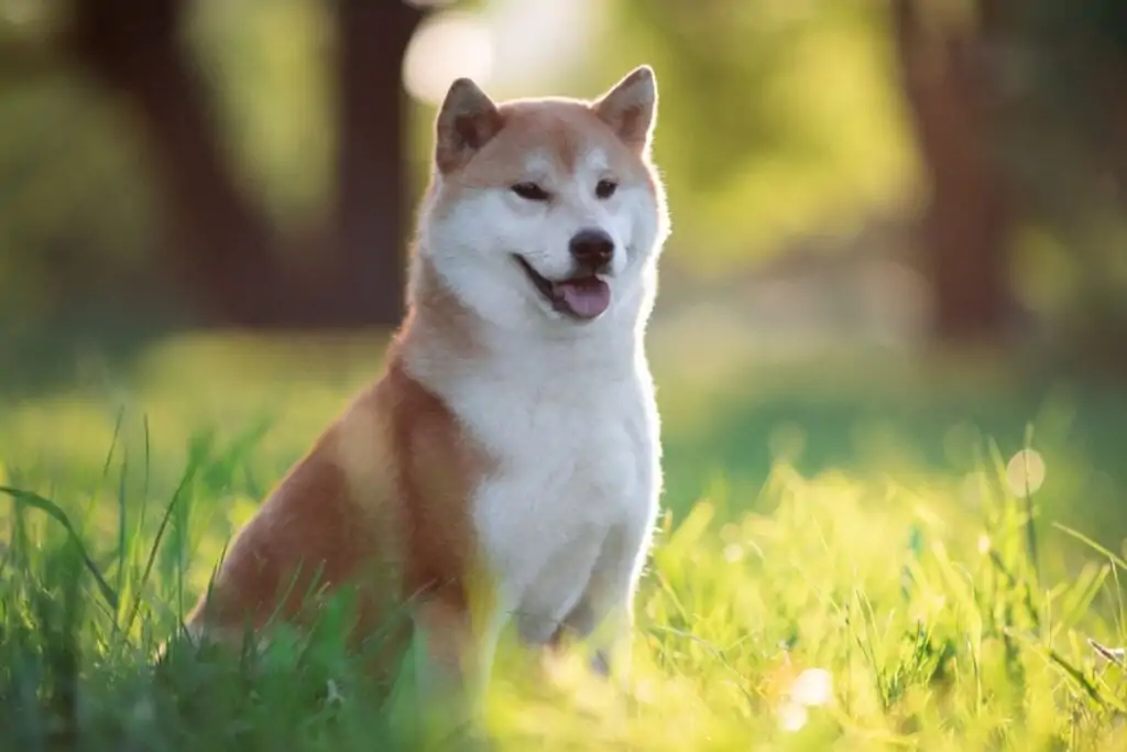 Cachorro da raça shiba sentado na grama de jardim