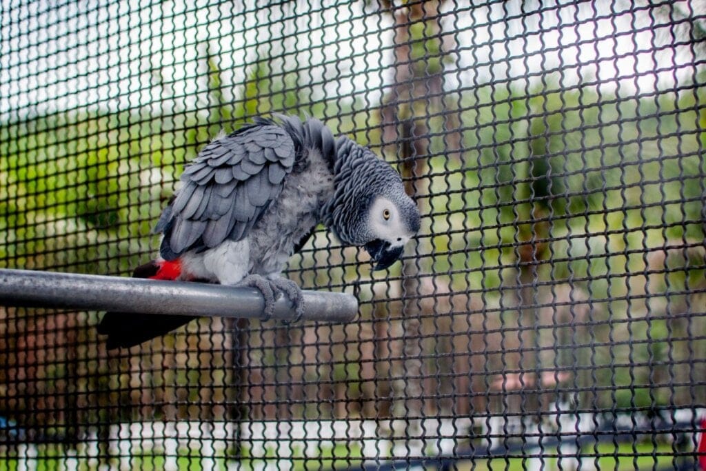 Papagaio-cinzento em gaiola no zoológico