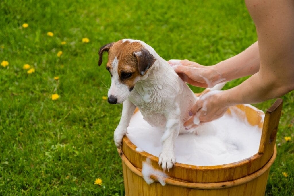 Cachorro tomando banho em uma bacia em um jardim