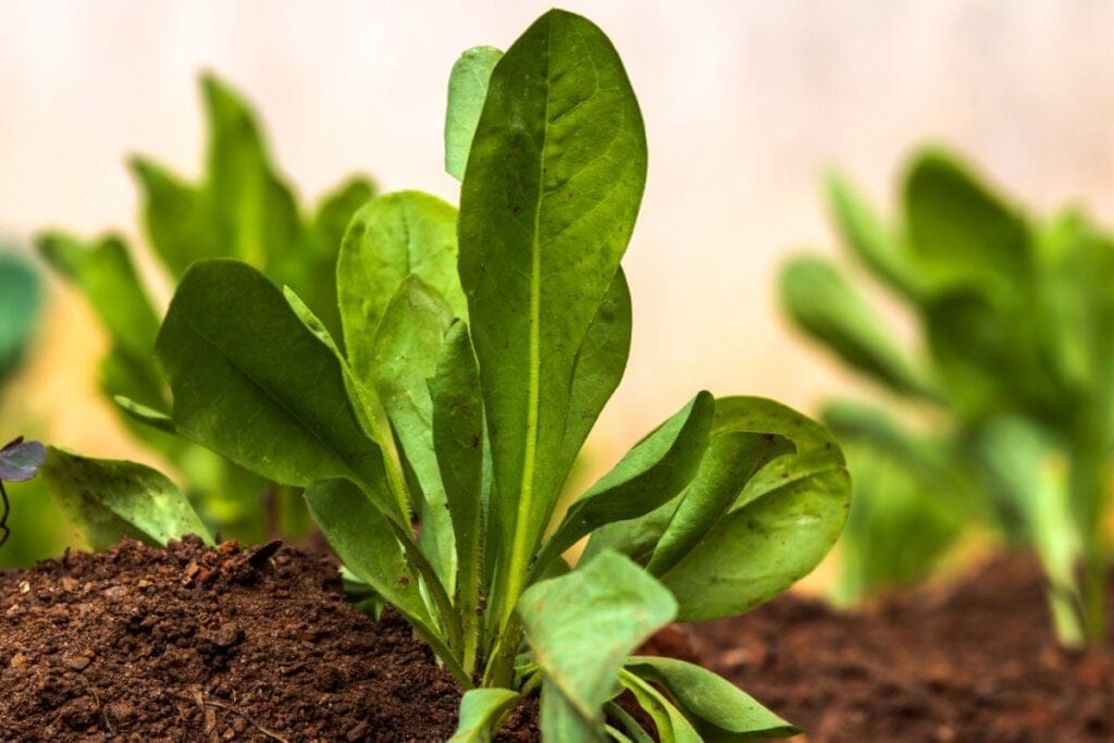 Plantação de almeirão
