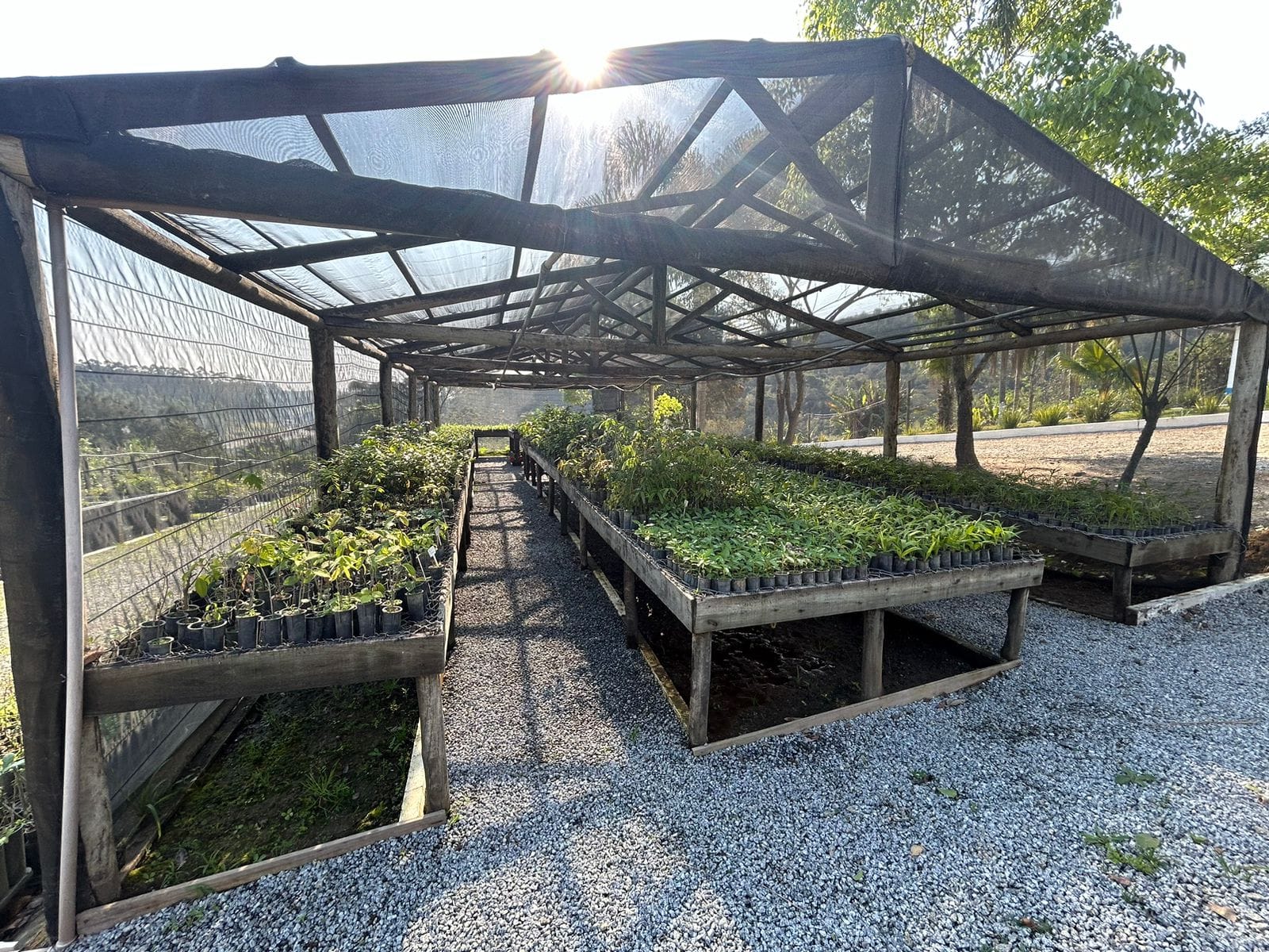 Instituto Embu de Sustentabilidade capacitou mais de 140 pessoas e distribuiu 6,5 mil mudas da Mata Atlântica em 2024