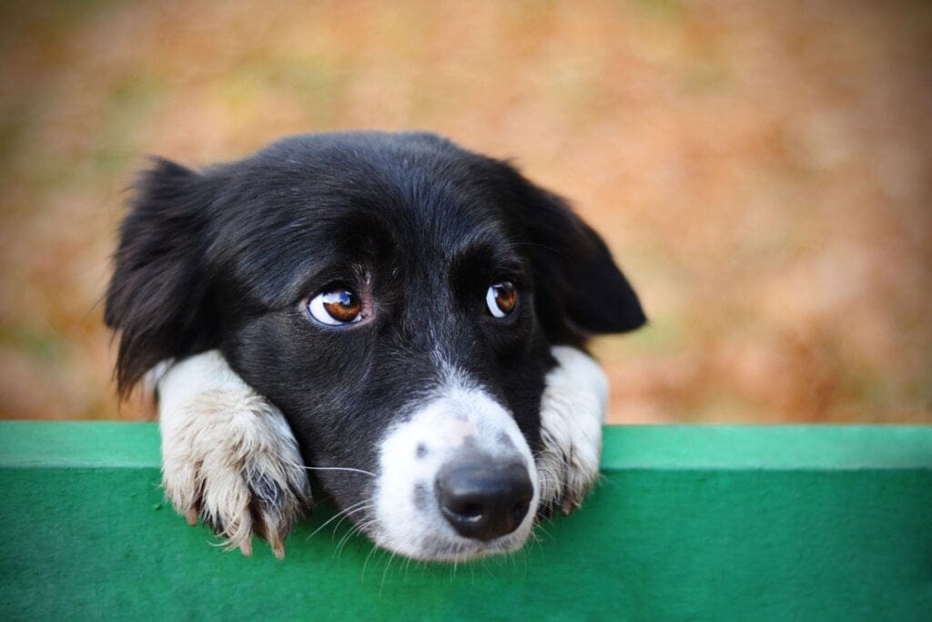 Veja como identificar se o seu cachorro está feliz ou triste