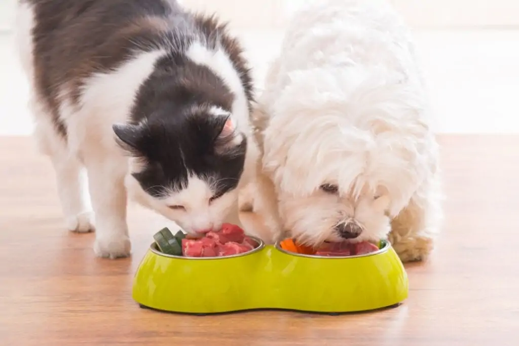 Veja os benefícios da ração e da alimentação natural para pets