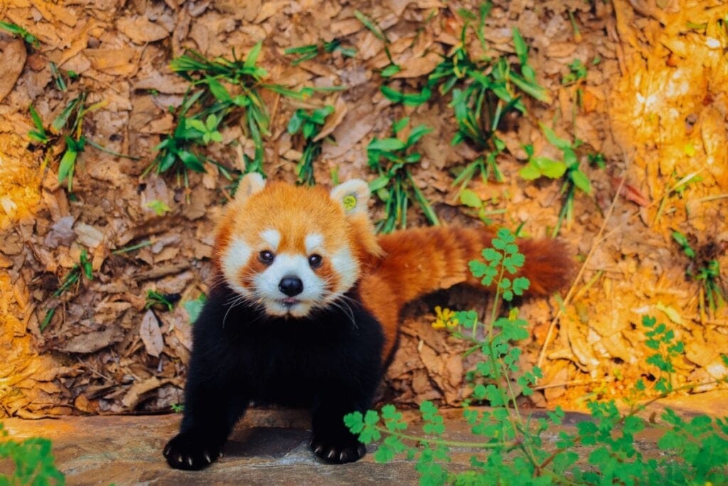 Panda vermelho em pé em cima de folhas secas