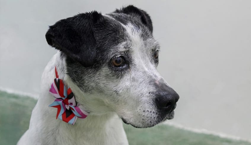 Evento pet com feira de adoção será realizado neste sábado em Mogi das Cruzes