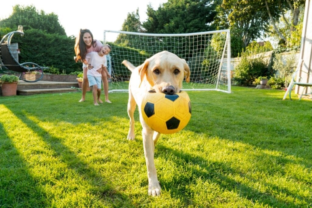 Cachorro labrador carregando uma bola de futebol no quintal, com uma trave ao fundo e mãe e criança sorrindo ao observar a cena