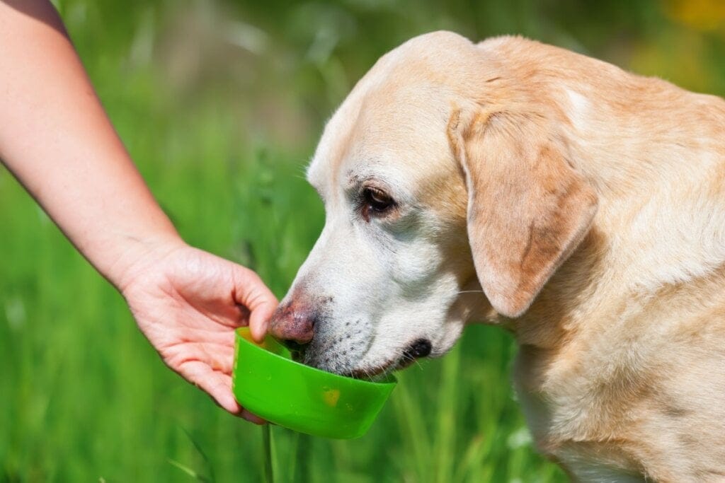 10 cuidados com os cachorros idosos durante os passeios