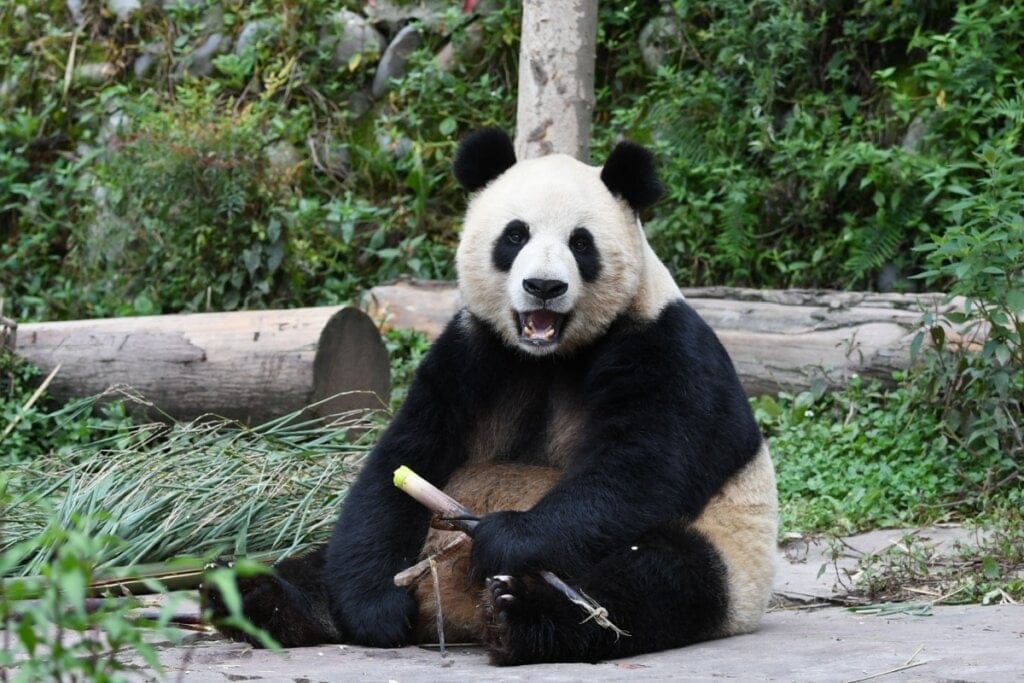 Panda sentado comendo um bambu