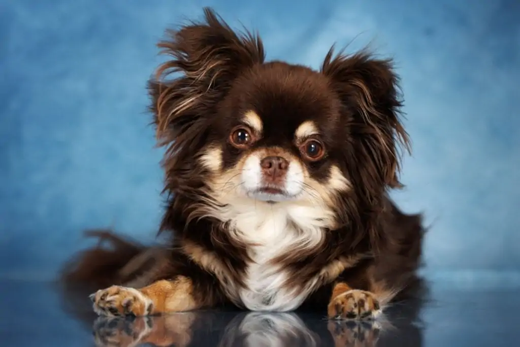 chihuahua com pelagem marrom deitado em frente a um fundo azul