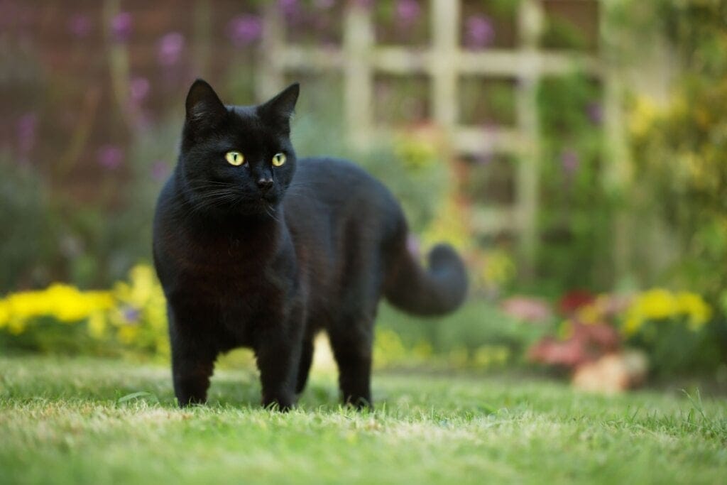 Gato com pelo preto em um jardim