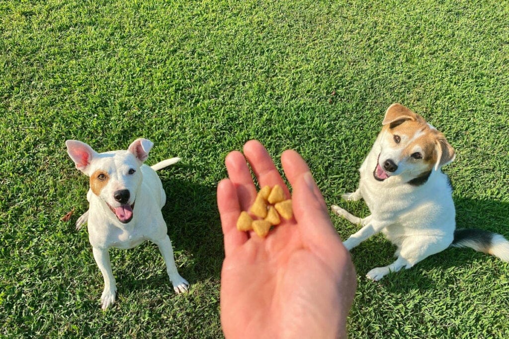 Veja como tornar a Páscoa dos animais divertida e segura