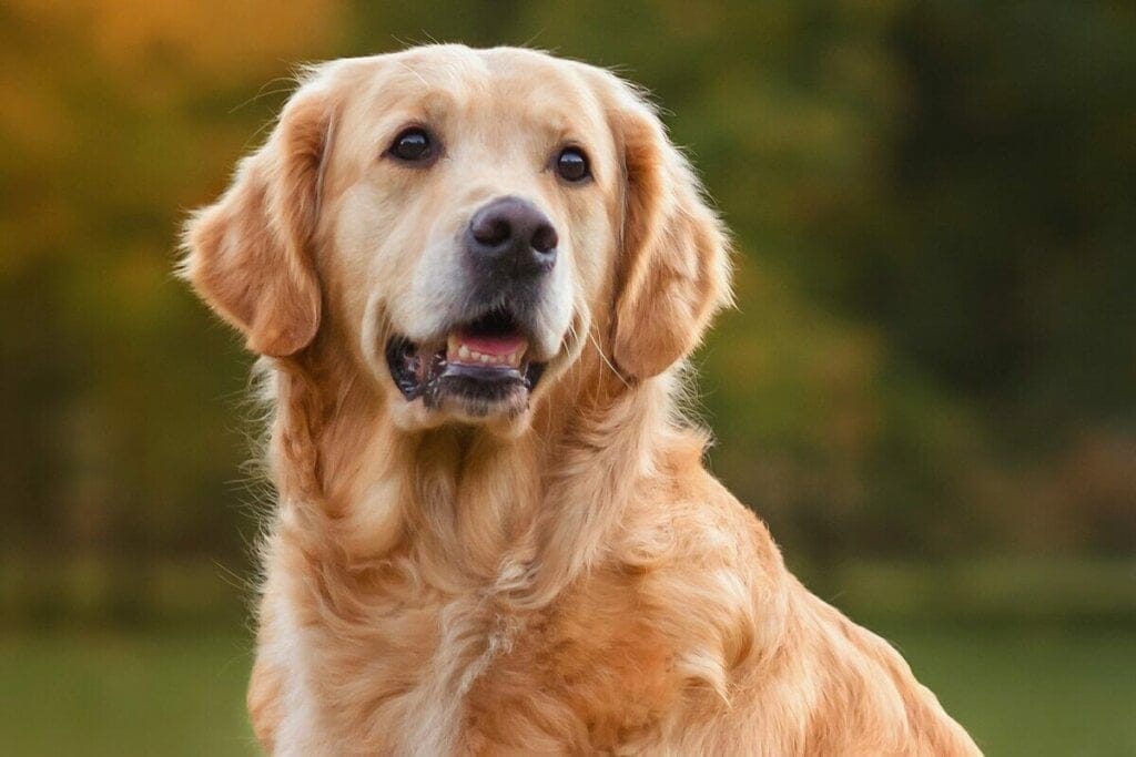Cachorro da raça golden retriever com o pelo bege ao ar livre