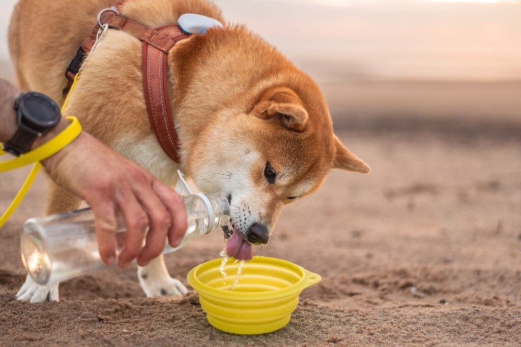 12 dicas para o seu animal ter uma vida saudável e feliz