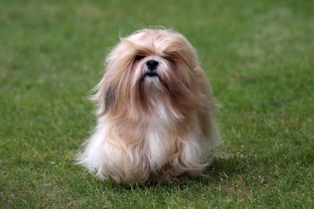 Cachorro da raça lhasa apso com pelagem longa marrom e branca andando na grama ao ar livre