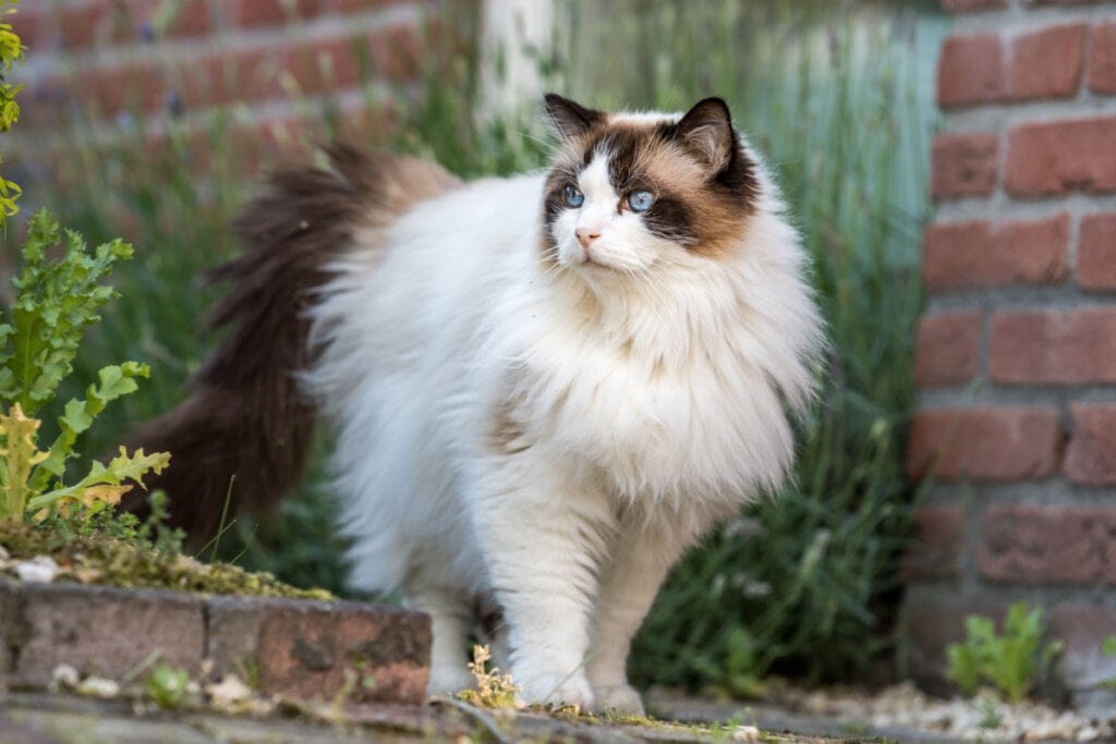 Gato Ragdoll em pé do lado externo de casa com tijolos