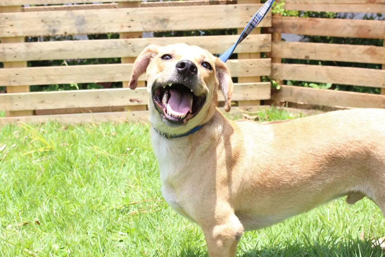 Fotos! Veja os cães disponíveis para adoção no 'FestCão' de Suzano