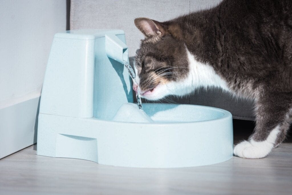 5 cuidados para quem tem ou pretende adotar um gato