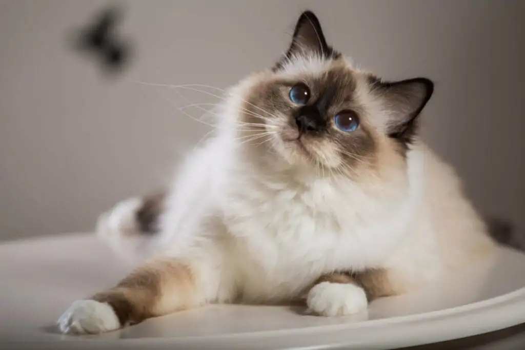 Gato da raça birmanês olhando para cima