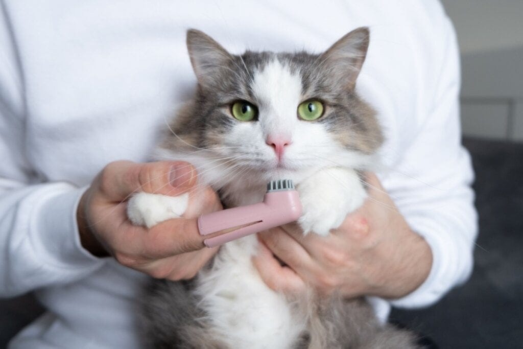 Gato com o pelo cinza e branco no colo de tutor, o tutor está com uma escova de dente perto da boca do gato. 