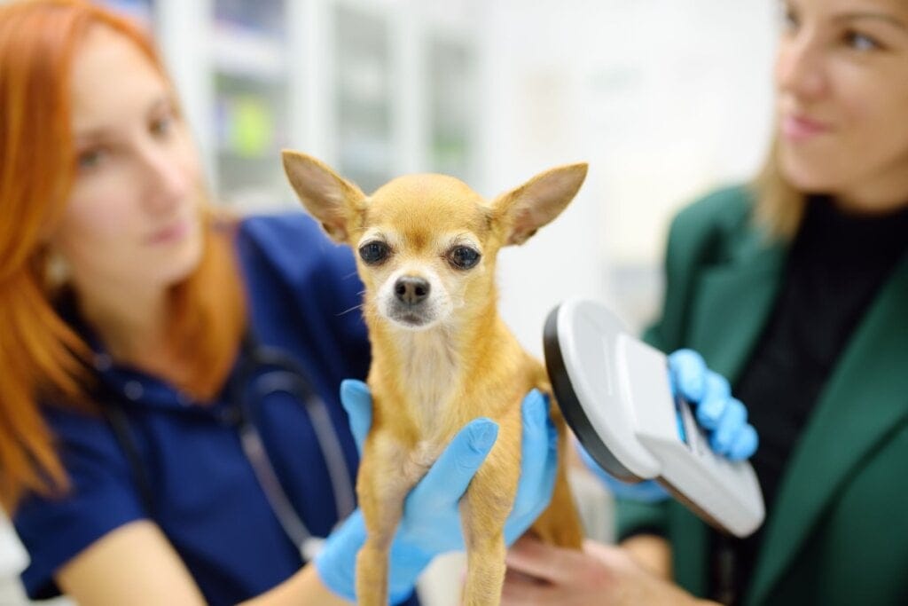 4 ferramentas que ajudam a localizar animais perdidos