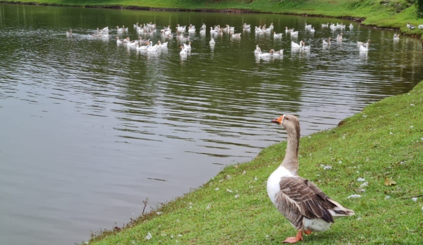Vigilância Epidemiológica de Mogi orienta contra influenza aviária