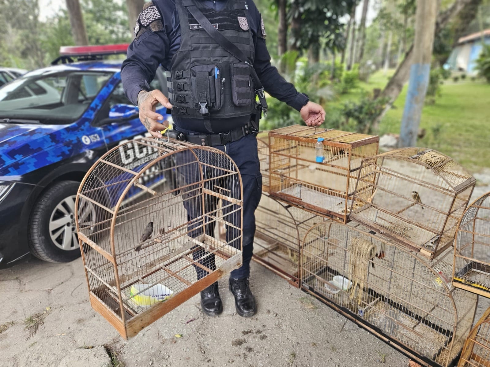 Guarda Ambiental resgata pássaros silvestres de cativeiro em Itaquaquecetuba