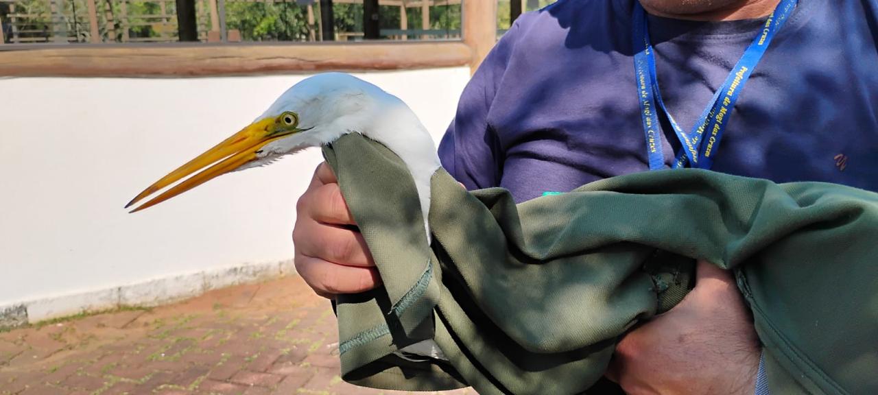 Garça presa em linha de pipa é resgatada no Parque Centenário
