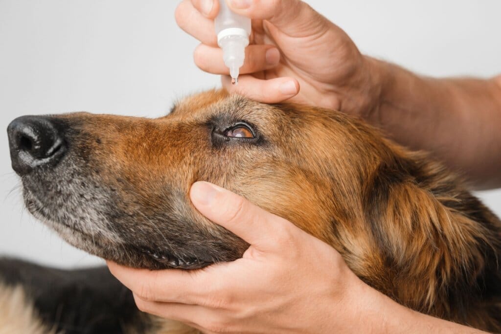 3 passos para cuidar da saúde dos olhos de cães e gatos