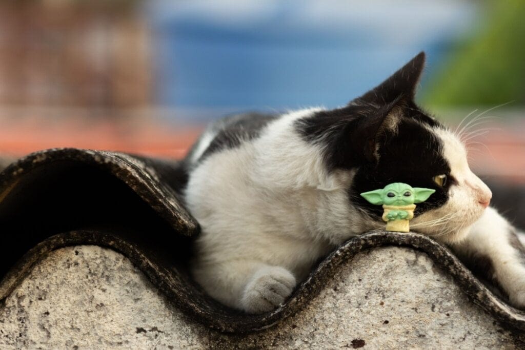 14 nomes para gatos inspirados na cultura geek 
