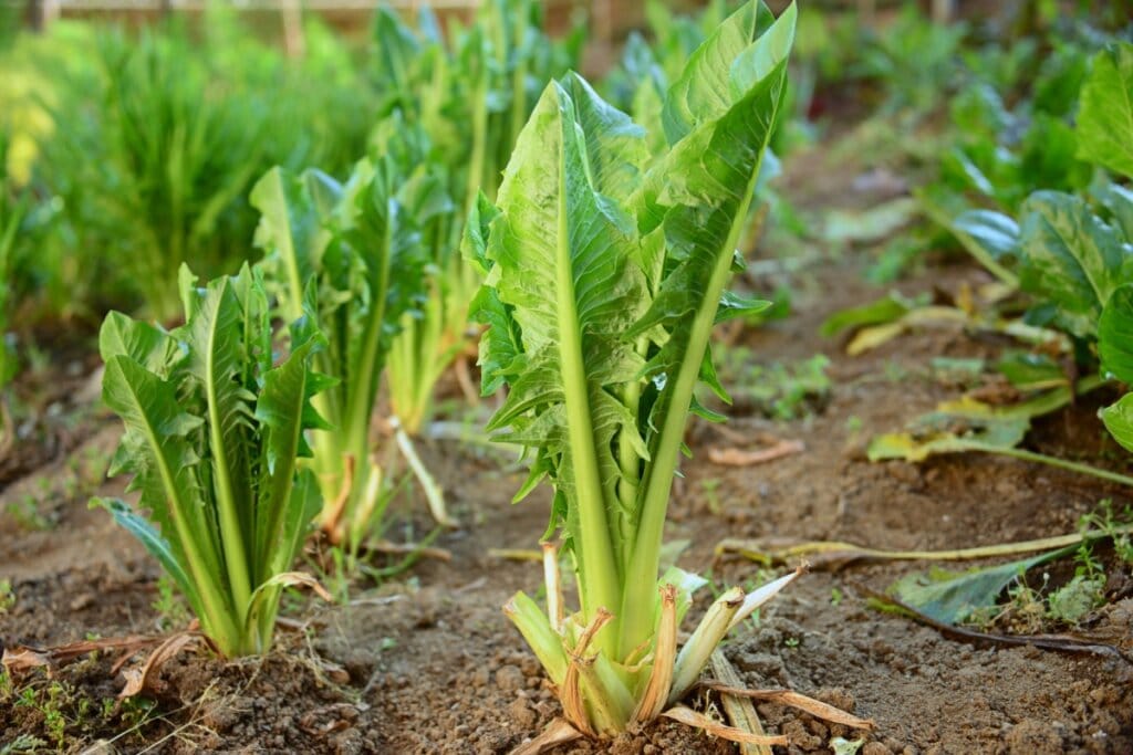5 benefícios da chicória para a saúde e como inserir a verdura na dieta 