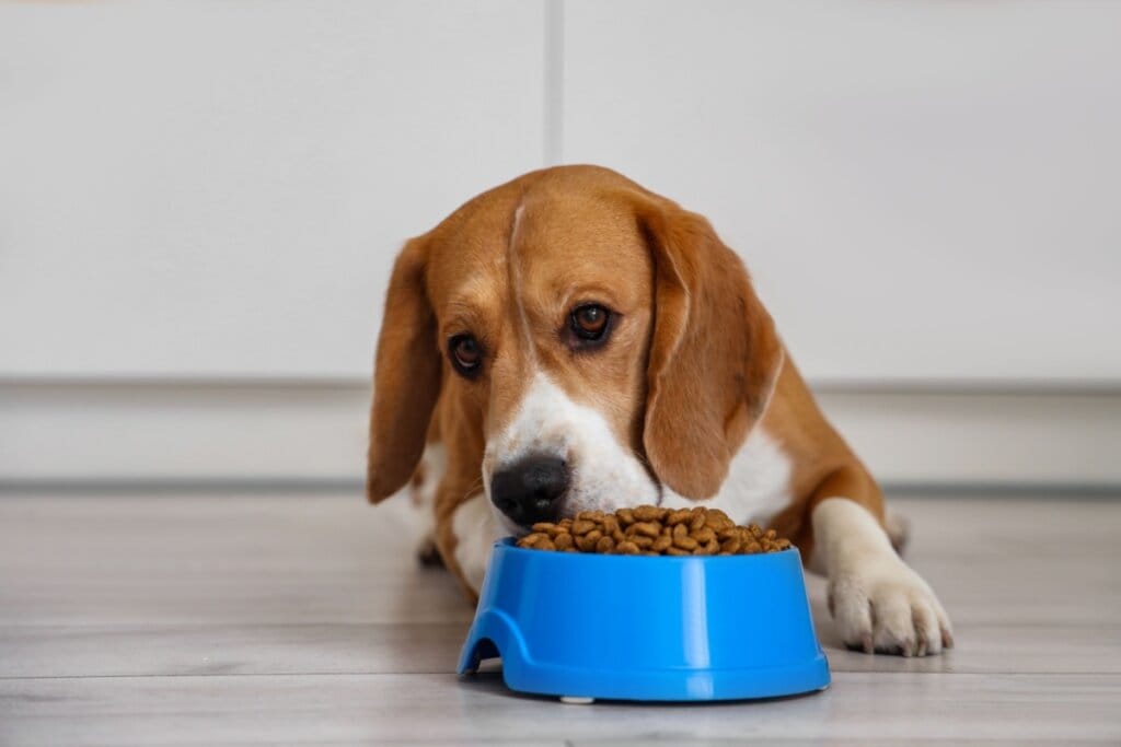 5 dicas para manter a saúde dos animais no inverno