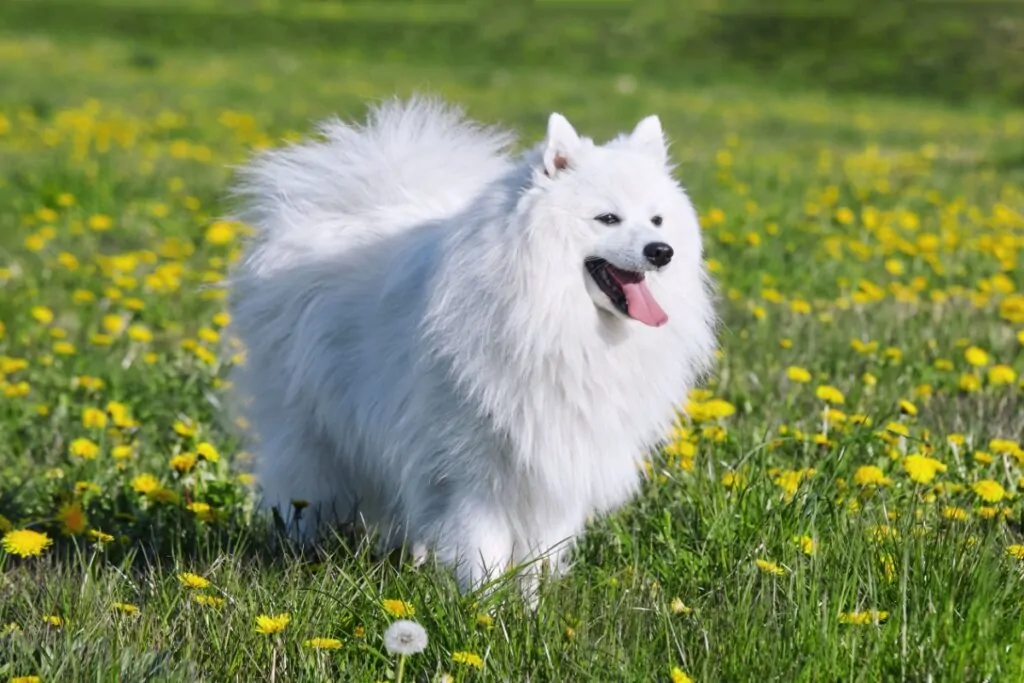 Cachorro pequeno com pelo branco em campo florido