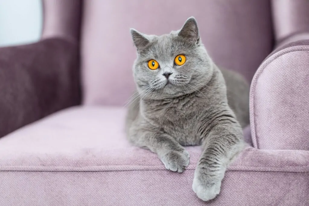 Gato da raça british shorthair sentado em uma poltrona roxa; sua pelagem é cinza e ele tem olhos amarelos