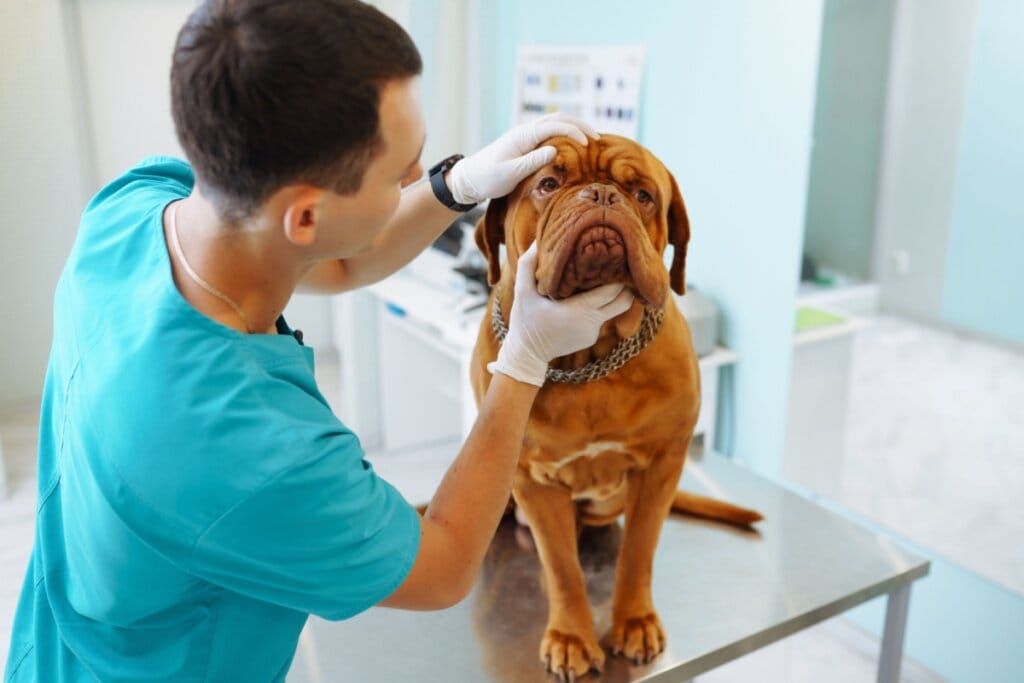 Médico-veterinário examinando um dogue de bordeaux