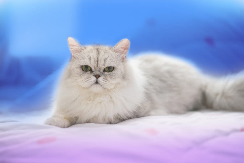 Gato persa branco