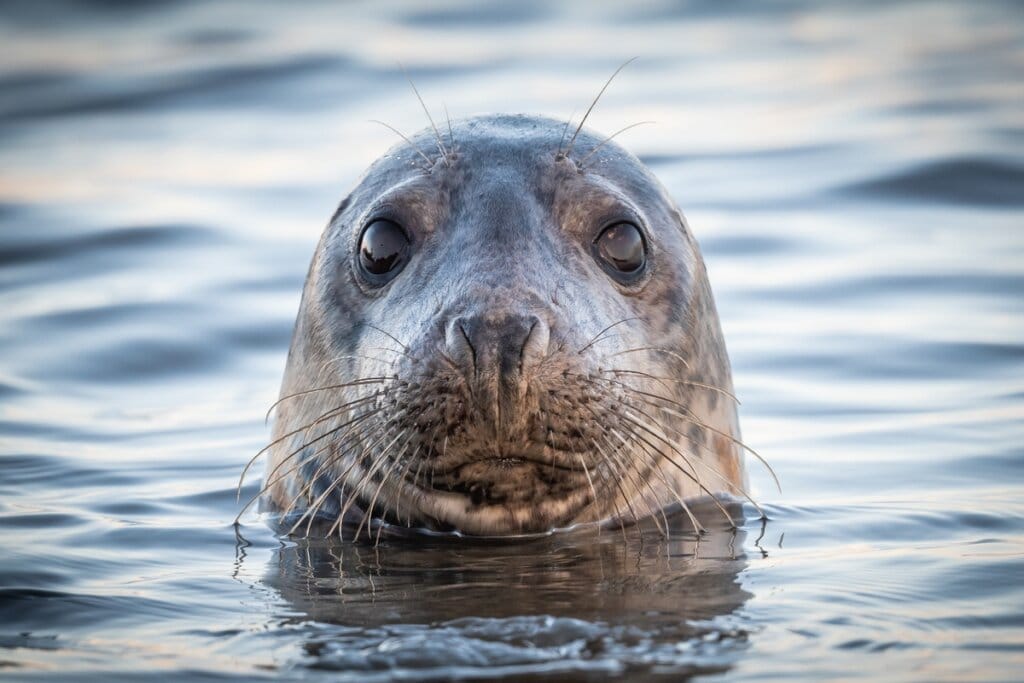 8 curiosidades interessantes sobre as focas