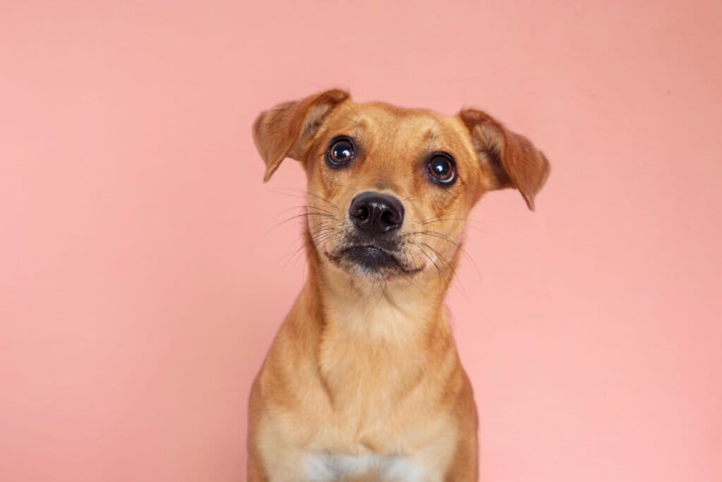 12 nomes perfeitos para vira-lata caramelo