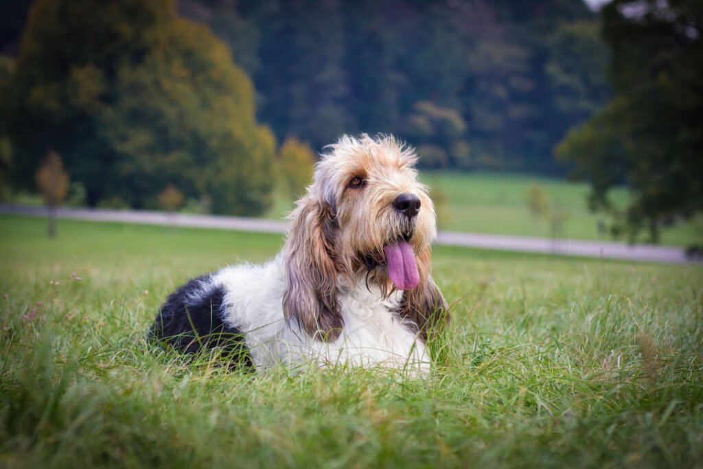 Grand basset griffon vendéen deitado na grama e com a língua para fora 