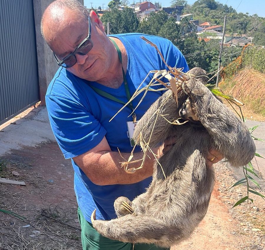 Bicho-preguiça em situação de risco é resgatado em Santa Isabel