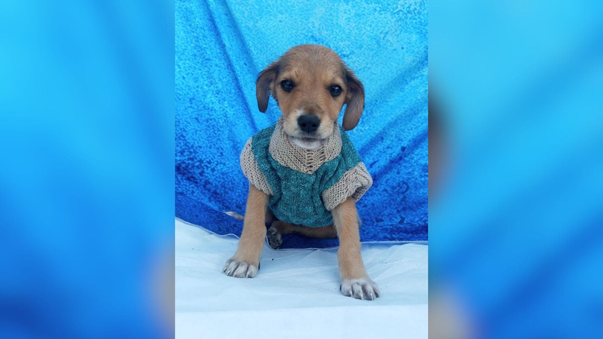 Quer ter um novo amigo? CCZ de Itaquá tem 68 animais disponíveis para adoção